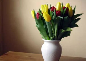 郁金香生长周期，水培郁金香生长周期