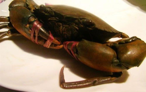 黑蟹，黑蟹行动