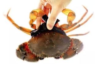 波格力蟹是海蟹吗,波格力蟹来自哪里