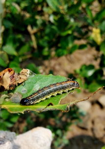 虫灾又来了!草地贪夜蛾已经入侵我国,会对我国造成什么危害?