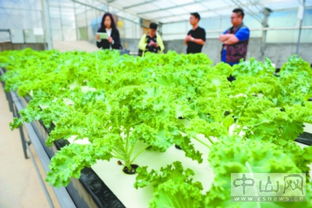 水耕，水耕蔬菜种植