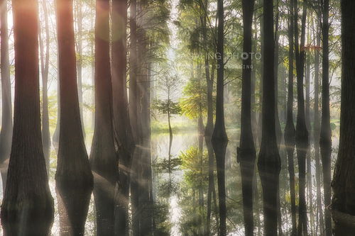 迷雾森林怎么走