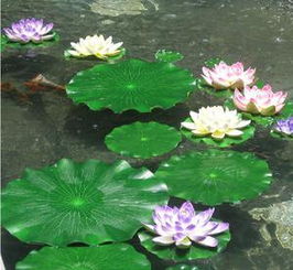 水池荷叶，水池荷叶是什么妖怪哪里有
