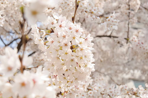 樱花壁纸，樱花壁纸二次元