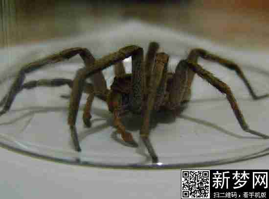 地球上4大最毒的蜘蛛
