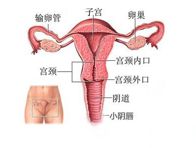 女性子宫在肚脐的哪边