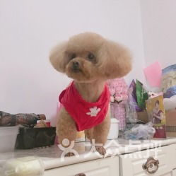 可蒙犬的介绍
