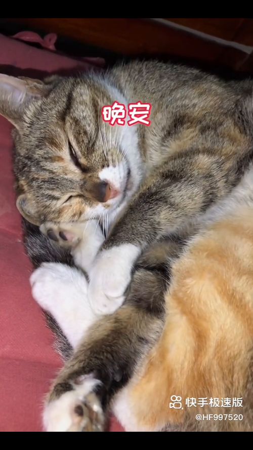 会说话的猫,会说话的猫汤姆猫