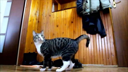 神经猫，神经猫与飞天刀