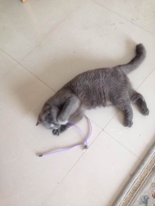 这个猫叫啥,我记得是个日本老师画的?