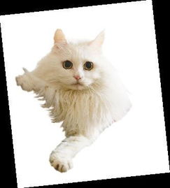 为什么要杀死会说话的猫
