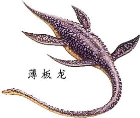 蛇颈龙和薄板龙是恐龙吗?