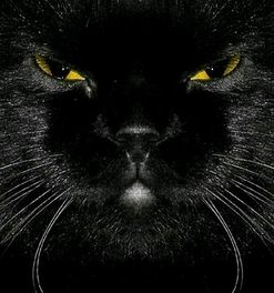 猫之眼