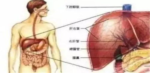 154穿71的衣长到个位置好看吗