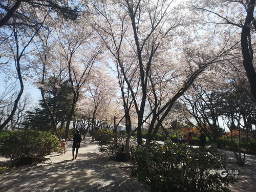 樱花平台,樱花平台狂飙
