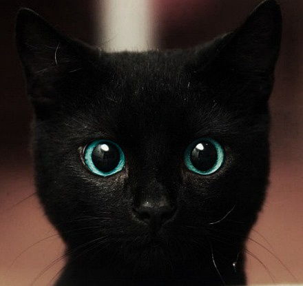 《猫眼三姐妹》作者