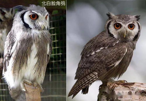 白脸角鸮，白脸角鸮可以养吗