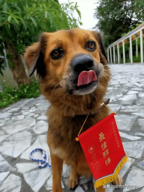 饿犬