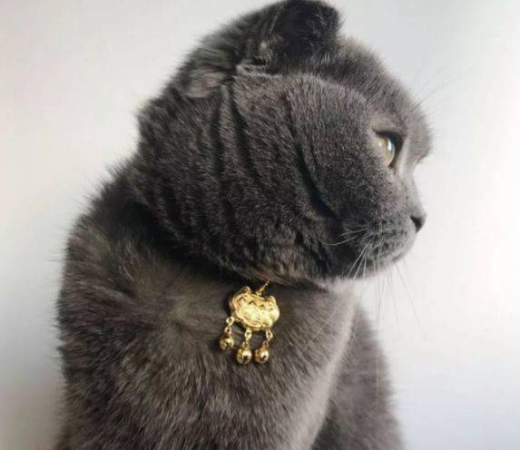 小猫可以戴项圈吗