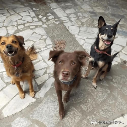 歇后语 饿犬争食