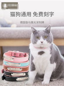 猫的项圈