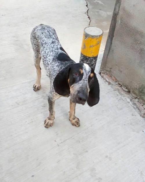 蓝斑猎犬，蓝斑猎犬多少钱一只