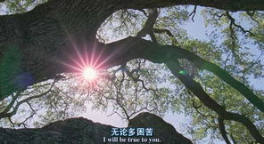 生命之树，生命之树图片