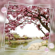 夜夜看落花，夜夜看落花打一词