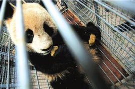 为什么“沙雕熊猫”可以在众多表情包中脱颖而出?