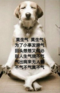 什么了，什么了,就像什么似的