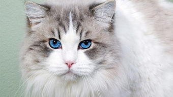 怎么找猫，怎么找猫咪回家