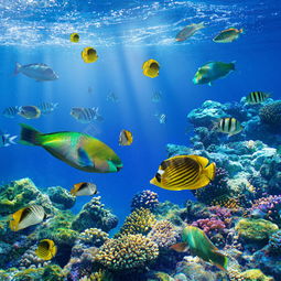 海洋，海洋英文