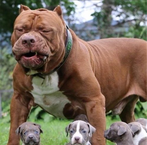 世界十大最危险猛犬