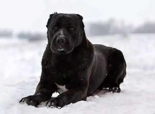 世界十大猛犬排名，世界十大猛犬排名图片各有多