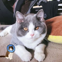 新手养猫入门必备攻略(新手养猫的注意事项)