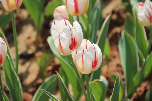 白郁金香，白郁金香花语是什么