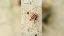 蜈蚣尾刺是足吗