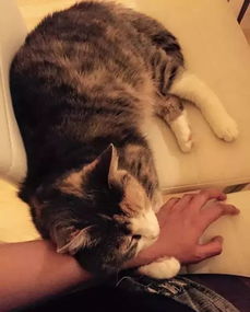 猫咪喵喵叫代表什么