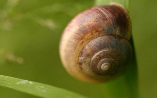 元帅家的软蜗牛，元帅家的软蜗牛百度云