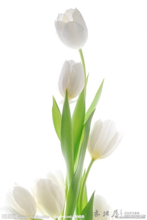 白色郁金香的花语和寓意,象征了什么