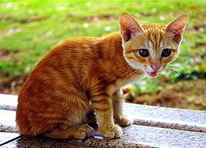 猫咪地域网名入口免费是永久免费的吗