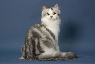 猫咪永久入口网址