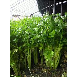 海水蔬菜，海水蔬菜种植优点有哪些