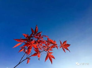 宁红叶霜天红叶可以抽到吗