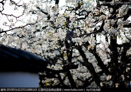 梨花的特征和特点