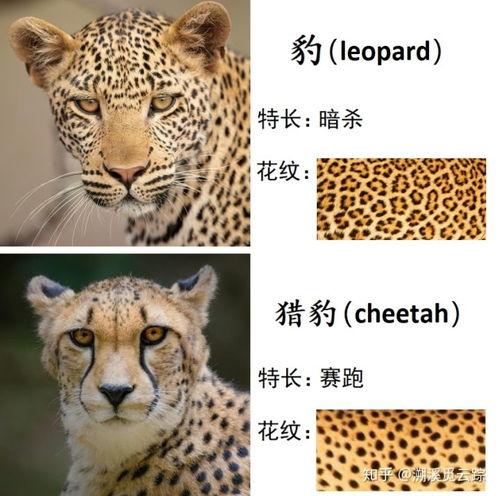 动物有哪些种类，动物有哪些种类名字