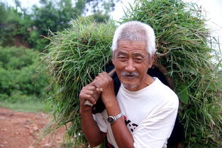 清老头，清老头牌型
