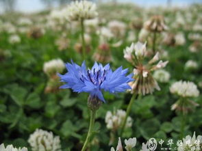 苜薯叶能做什么用处