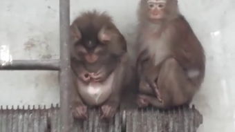 在王者中哪个刺客克制猴子?该如何操作才能完虐猴子?