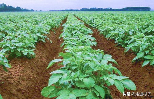 土豆怎样种植方法如下